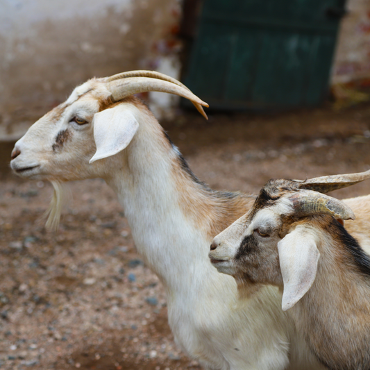 Pair of Milking Goats